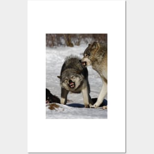 Back off! - Timber Wolf Posters and Art